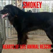 Hearts of Life Presents Smokey for Adoption