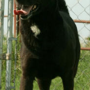 Sophie Is Available for Adoption at Hearts of Life Animal Rescue