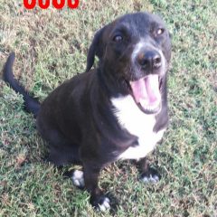 Heart’s of Life Presents CeCe For Adoption