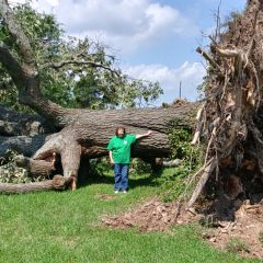 Late Evening Thunderstorm Causes Some Tree Damage in Hopkins County