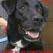 Hearts of Life Animal Rescue Presents Abby for Adoption