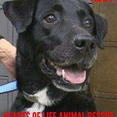 Hearts of Life Animal Rescue Presents Abby for Adoption
