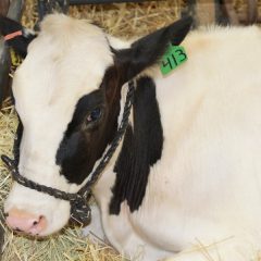 2018 Junior Dairy Show