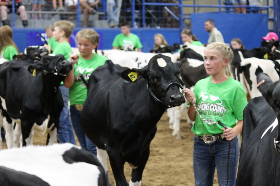 JR dairy Show 7