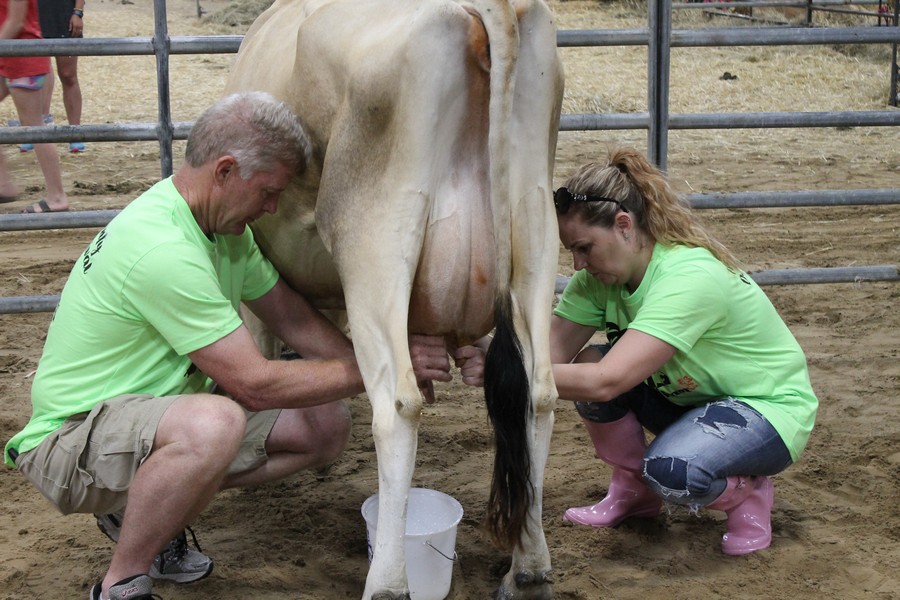 Milking Contest 11