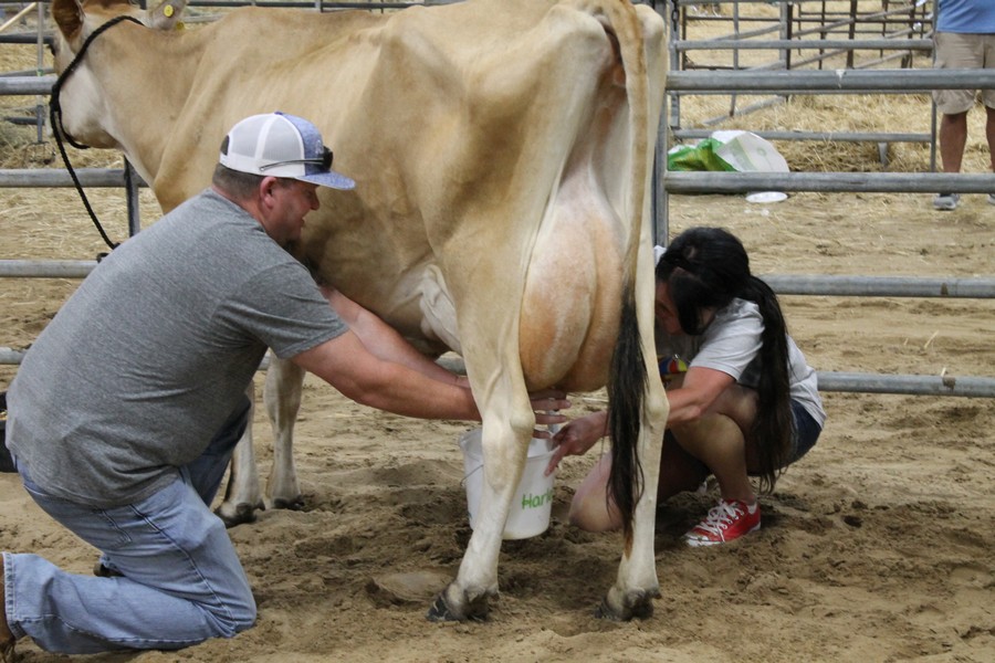 Milking Contest 12