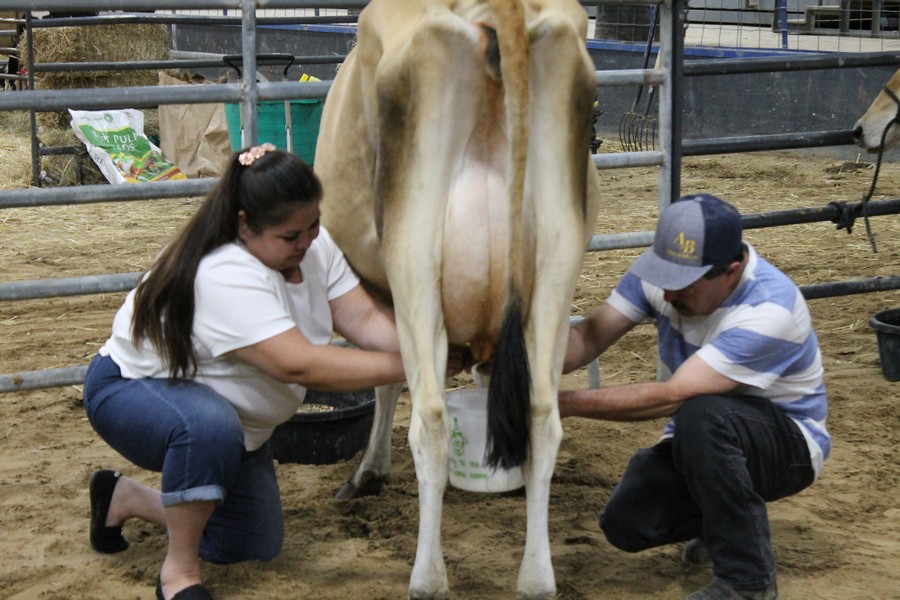 Milking Contest 13
