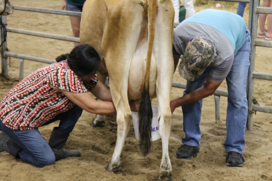 Milking Contest 14