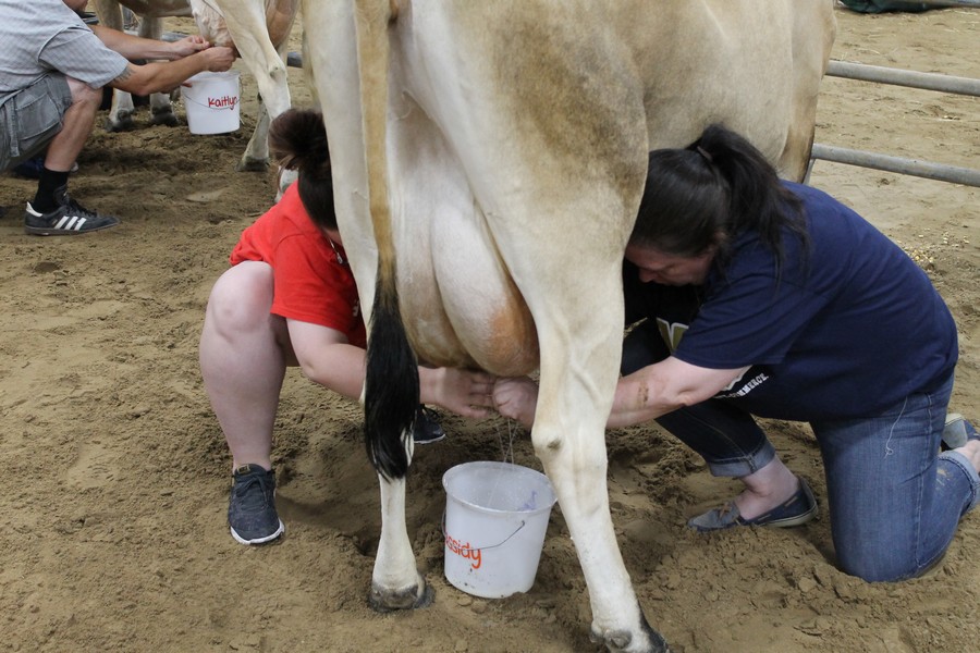 Milking Contest 17