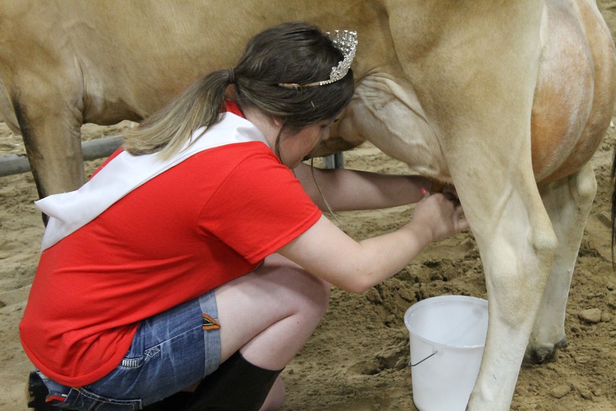 Milking Contest 5