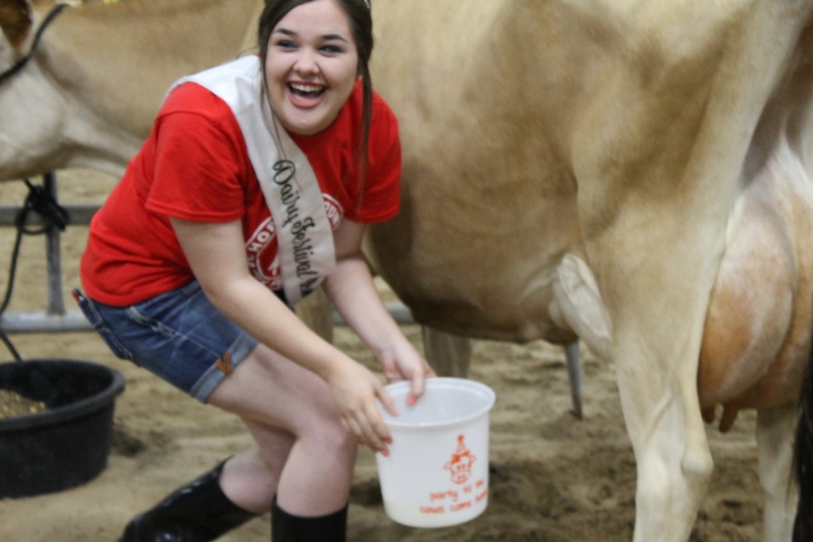 Milking Contest 6