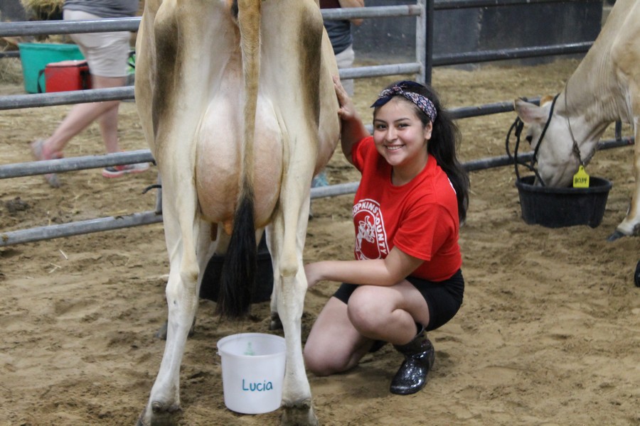 Milking Contest 7