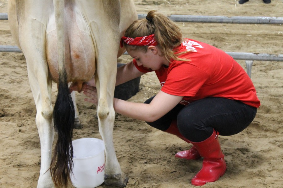 Milking Contest 8