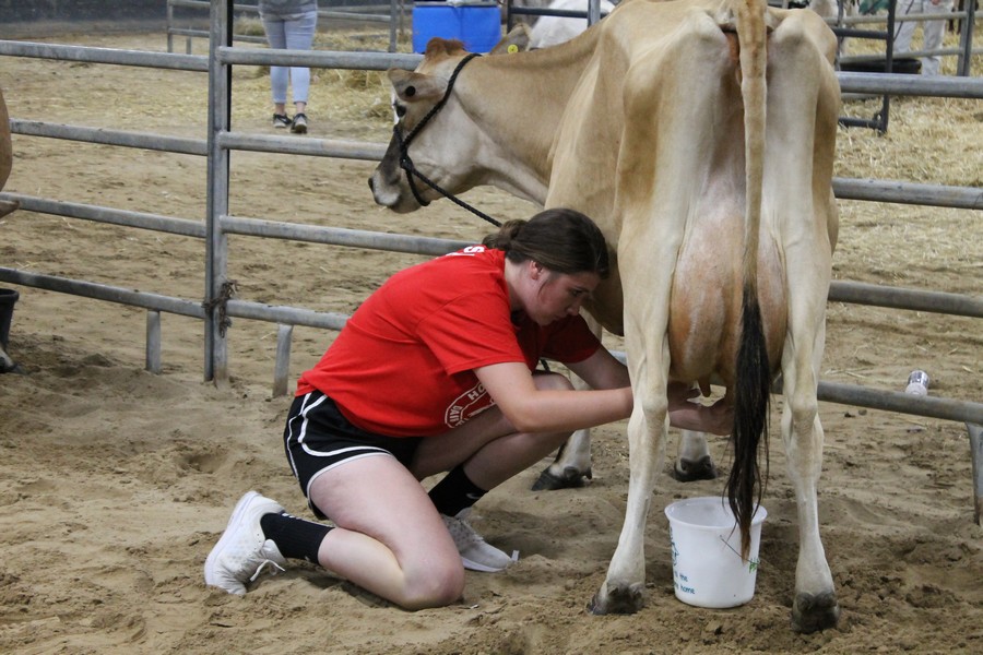 Milking Contest 9
