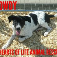 Hearts of Life Presents Rowdy for Adoption