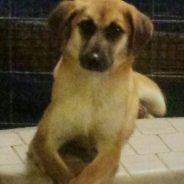 Hearts of Life Presents Cecilia for Adoption