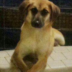 Hearts of Life Presents Cecilia for Adoption