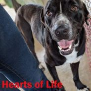 Hearts of Life Presents Tony for Adoption