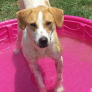 Hearts of Life Presents Rufus for Adoption