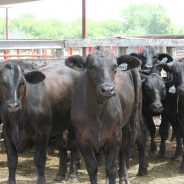 Over 6,000 Head of Cattle Sold at July NETBIO Sale