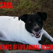 Hearts of Life Animal Rescue Presents Sara for Adoption