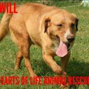 Hearts of Life Animal Rescue Presents Will for Adoption