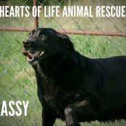 Hearts of Life Animal Rescue Presents Sassy for Adoption