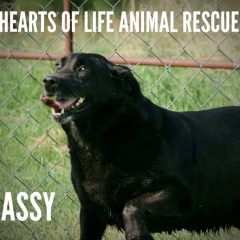Hearts of Life Animal Rescue Presents Sassy for Adoption