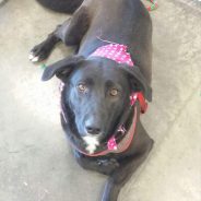 Hearts of Life Animal Rescue Presents Heidi