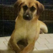 Hearts of Life Animal Rescue Presents Cecilia for Adoption