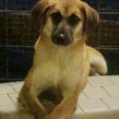 Hearts of Life Animal Rescue Presents Cecilia for Adoption