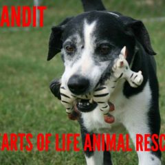 Hearts of Life Animal Rescue Presents Bandit for Adoption