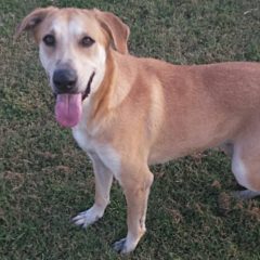 Hearts of Life Presents Butterball for Adoption
