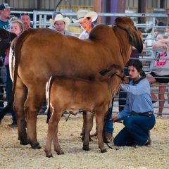 SSHS Cash Vititow and “CC” Capture Grand Champ at 4 States Fair Livestock Show, Entire Show Team Does Well