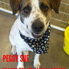 Hearts of Life Presents Peggy Sue for Adoption