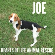 Hearts of Life Presents Joe for Adoption