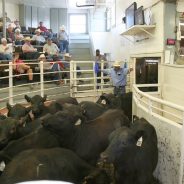 NETBIO Conditioned Calf and Yearlings Sale Nets $877.16 per Head