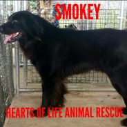 Hearts of Life Presents Smokey for Adoption