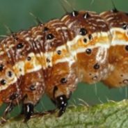 Army Worms Invade Sulphur Springs and Hopkins County