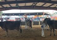Como-Pickton FFA Shines at the East Tx. Fair Dairy Show, Wins Best Jersey Herd and Supreme Grand Champion Gilt at Texas State Fair