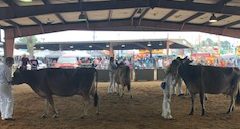 Como-Pickton FFA Shines at the East Tx. Fair Dairy Show, Wins Best Jersey Herd and Supreme Grand Champion Gilt at Texas State Fair