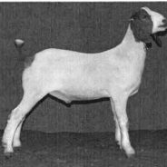 Validation Deadline for February 2019 Lamb and Goat Entries at Junior Market Show Nears