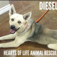 Hearts of Life Presents Diesel for Adoption