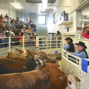 5,555 Head of Preconditioned Cattle Sold at NETBIO October Sale