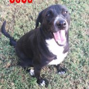 Hearts of Life Presents CeCe for Adoption