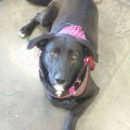 Hearts of Life Present Heidi and Peggy Sue for Adoption