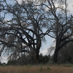 Texans Can Prevent the Spread of Oak Wilt Disease
