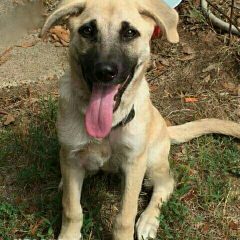Hearts of Life Presents Jack for Adoption; Two Adoption Events Set