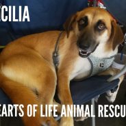 Hearts of Life Presents Cecilia for Adoption