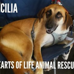 Hearts of Life Presents Cecilia for Adoption